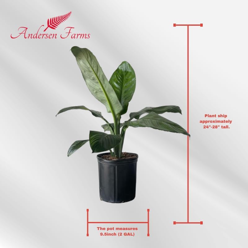 Spathiphyllum Sensation 'Peace Lily' Live Plant, Indoor/Outdoor, 10 in Grower Pot