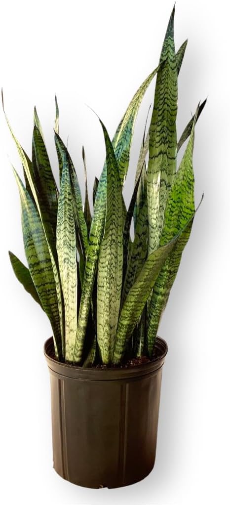 Sansevieria Zeylanica Live Plant Indoor/Outdoor in 10 in Grower Pot