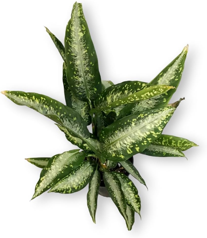 Dieffenbachia Panther Live Plant Indoor/Outdoor in 10 in Grower Pot, Green, White