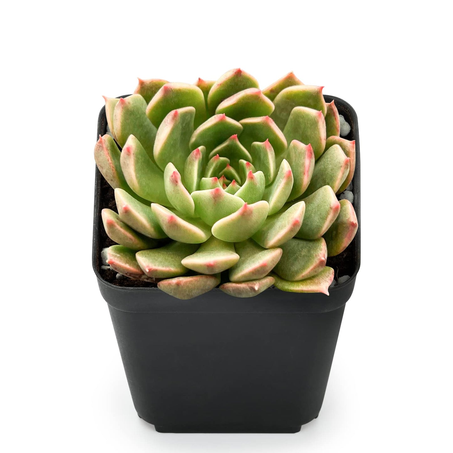 Sprout N Green Echeveria Minima, 1 Live Mini Succulent Plant Fully Rooted in 2 inch Starter Pot, Real House Plant for Indoor Outdoor Home Office Wedding Decoration Party Favor