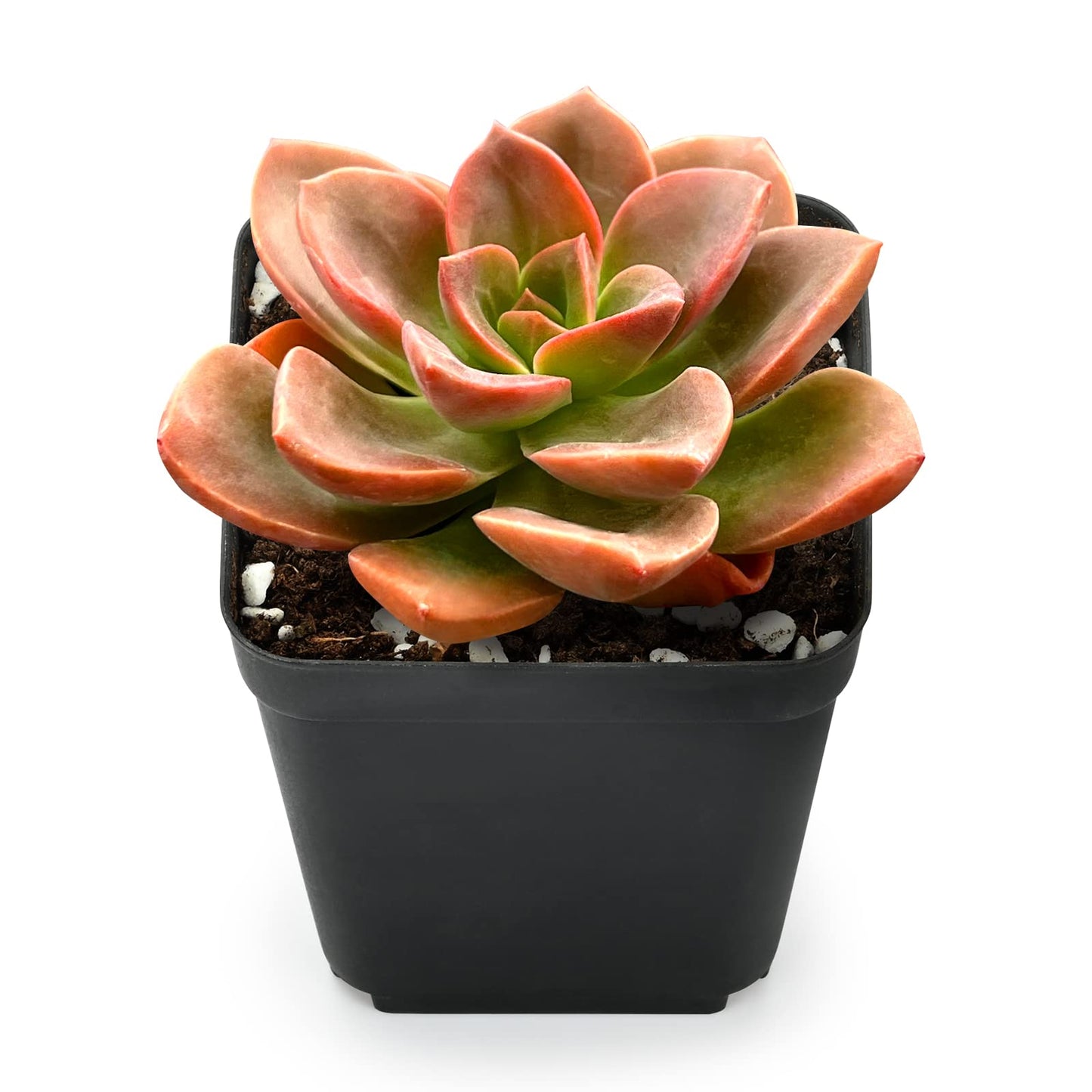 Lithops & Succulent Collection