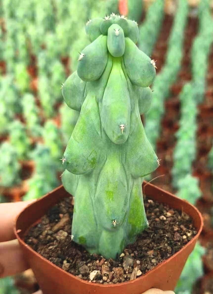 Boobie Cactus Live Plant - Myrtillocactus Geometrizans Fukurokuryuzinboku