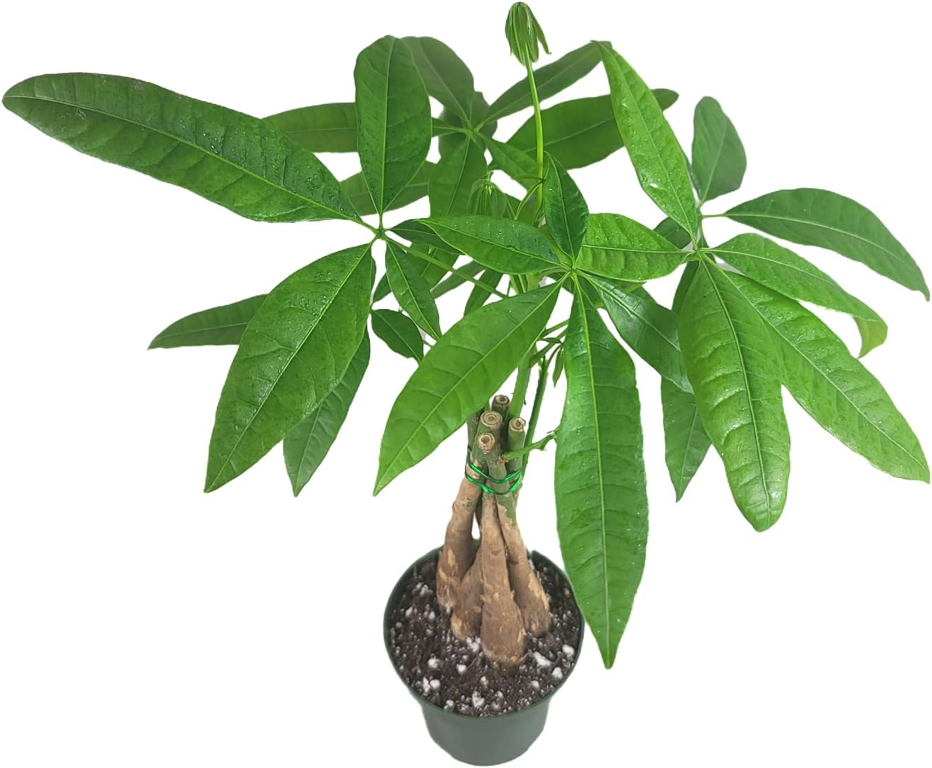Chinese Money Tree Live Plant