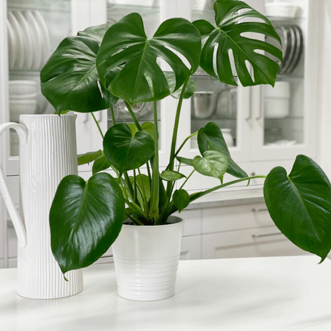Philodendron Monstera Live Plant Indoor/Outdoor in 10 in Grower Pot