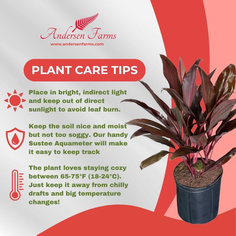 Cordyline Auntie Lou – Tropical Burgundy Foliage in 10-Inch Grower Pot for Indoor & Outdoor Use