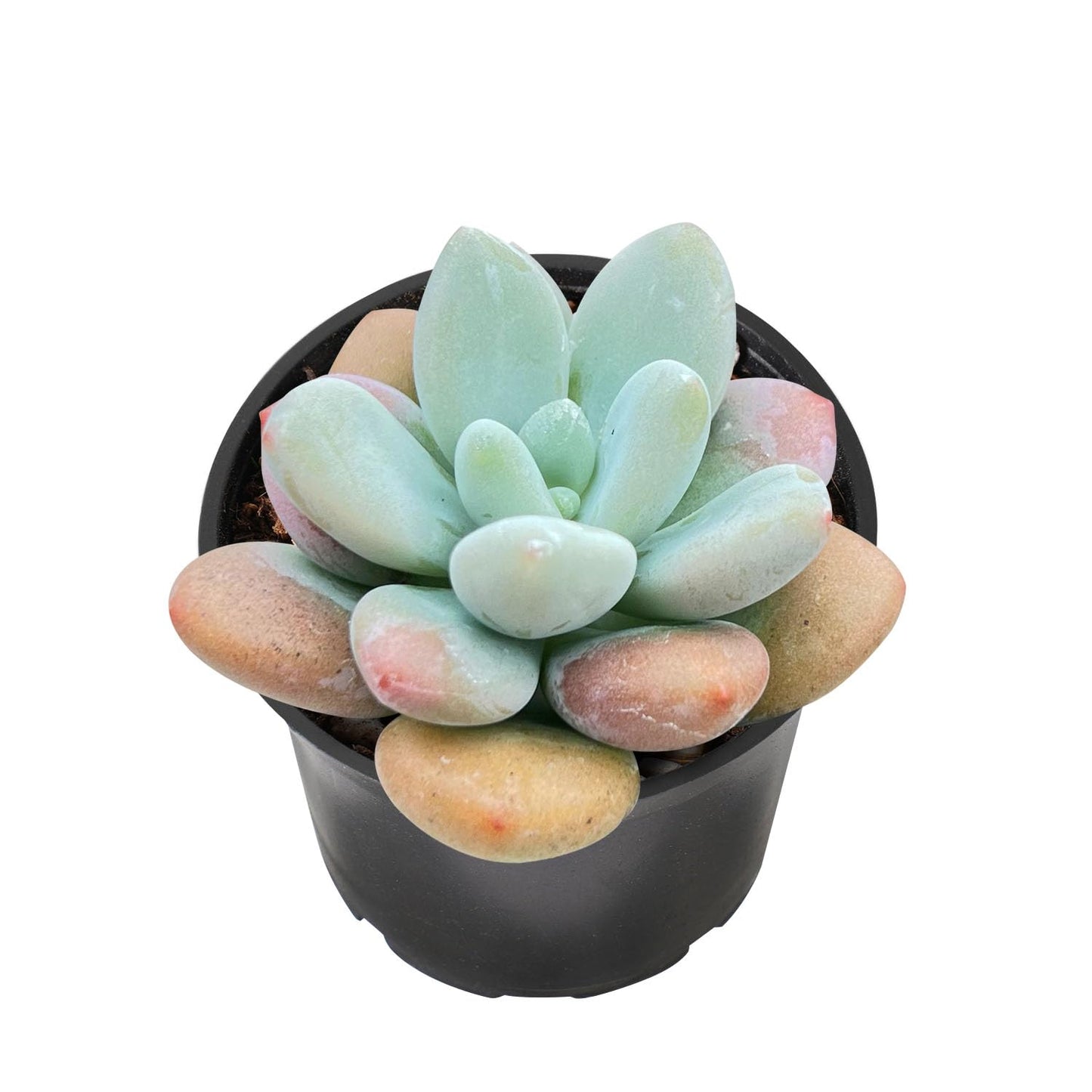 Sprout N Green Echeveria Minima, 1 Live Mini Succulent Plant Fully Rooted in 2 inch Starter Pot, Real House Plant for Indoor Outdoor Home Office Wedding Decoration Party Favor