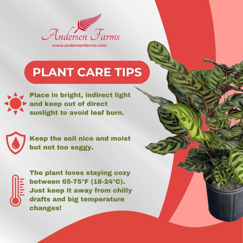 Calathea Makoyana Live Plant Indoor/Outdoor in 10 in Grower Pot