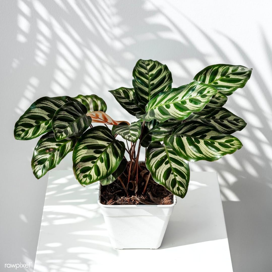 Calathea Makoyana Live Plant Indoor/Outdoor in 10 in Grower Pot