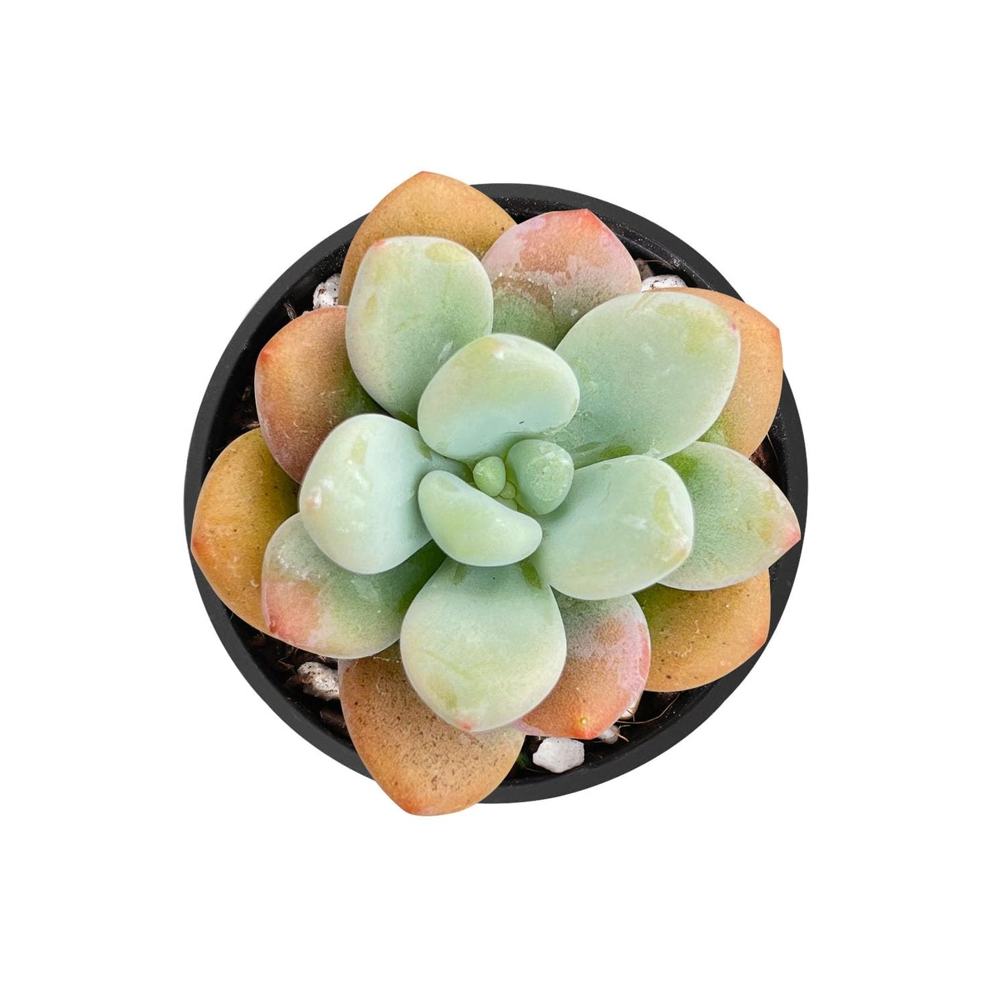 Sprout N Green Echeveria Minima, 1 Live Mini Succulent Plant Fully Rooted in 2 inch Starter Pot, Real House Plant for Indoor Outdoor Home Office Wedding Decoration Party Favor