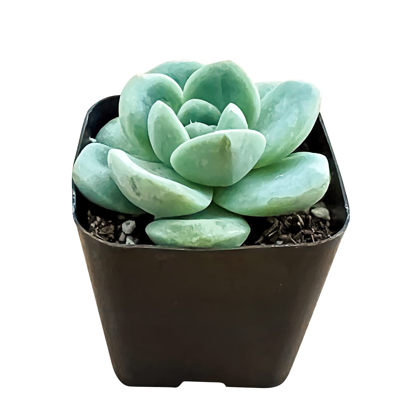 Sprout N Green Echeveria Minima, 1 Live Mini Succulent Plant Fully Rooted in 2 inch Starter Pot, Real House Plant for Indoor Outdoor Home Office Wedding Decoration Party Favor