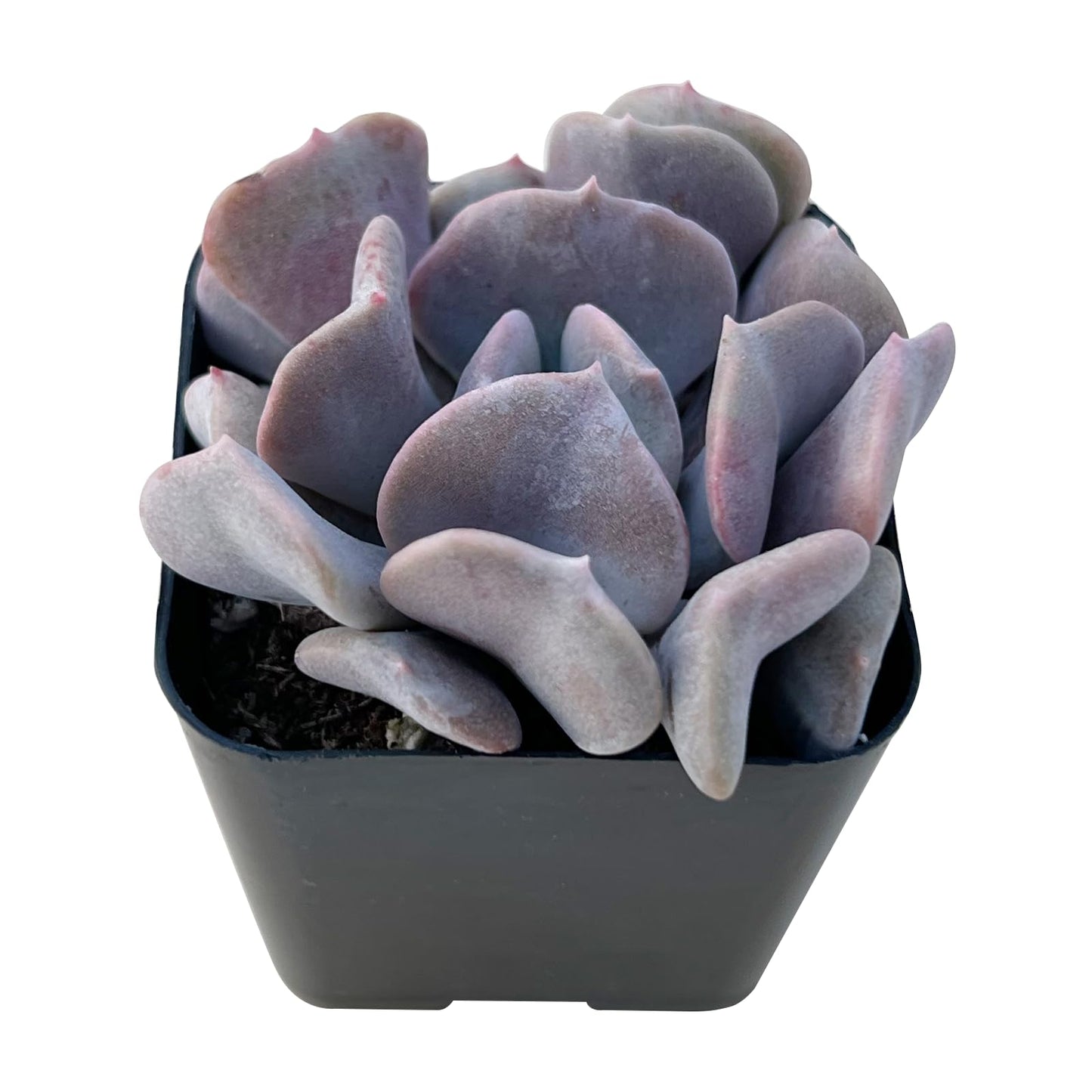 Lithops & Succulent Collection