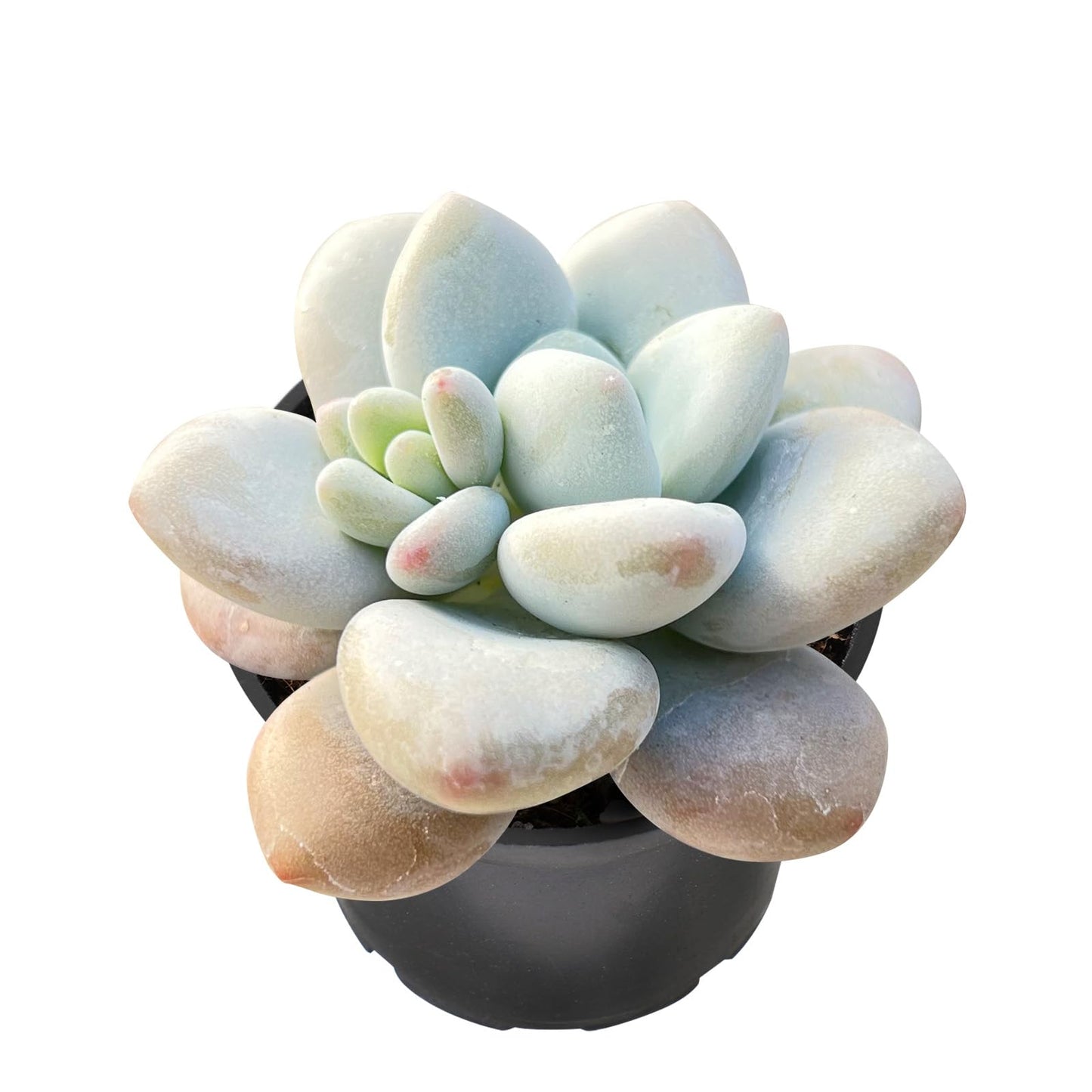 Sprout N Green Echeveria Minima, 1 Live Mini Succulent Plant Fully Rooted in 2 inch Starter Pot, Real House Plant for Indoor Outdoor Home Office Wedding Decoration Party Favor