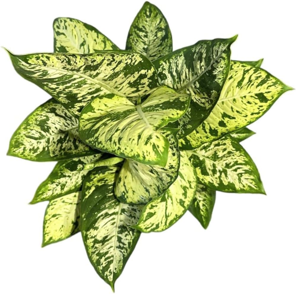 Dieffenbachia Sublime Live Plant – Indoor/Outdoor, 10-inch Grower Pot