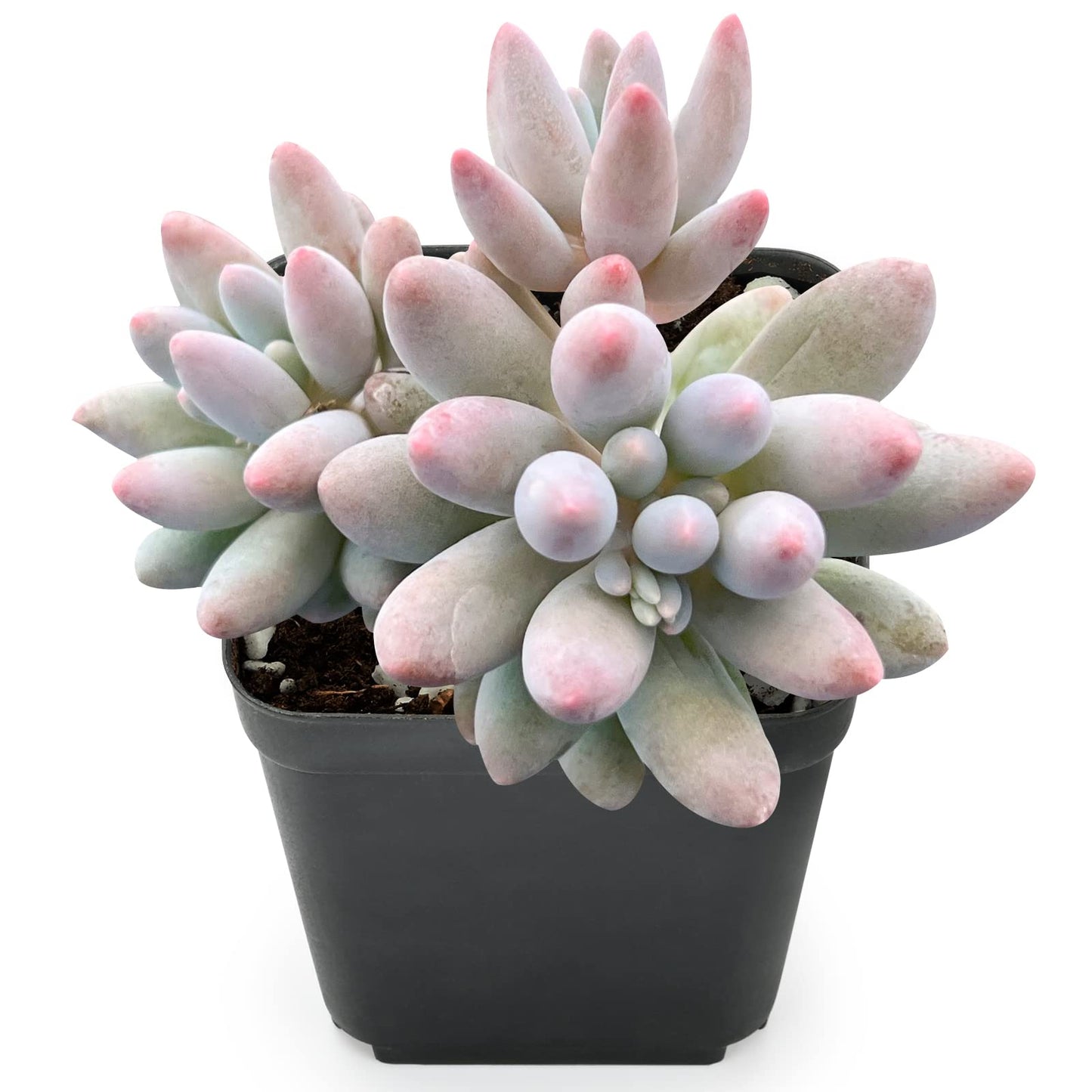 Lithops & Succulent Collection