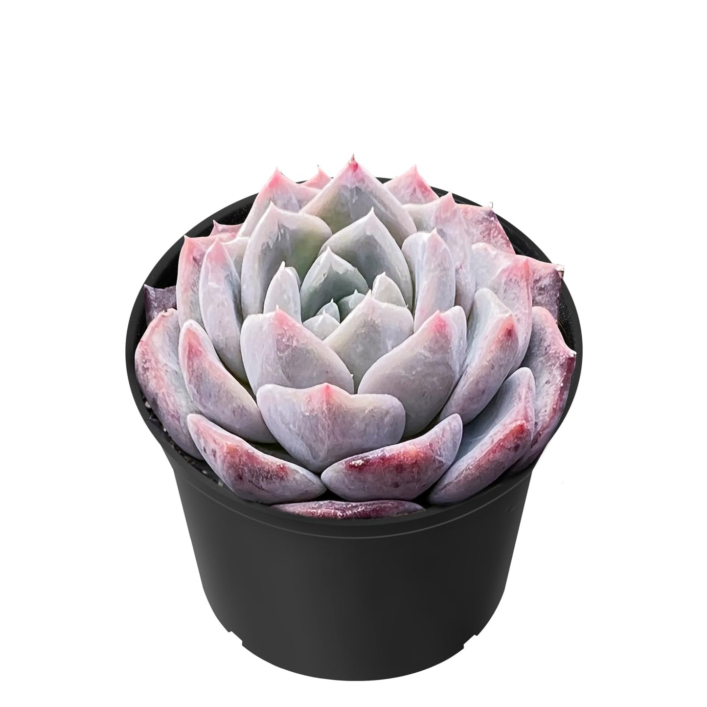 Sprout N Green Echeveria Minima, 1 Live Mini Succulent Plant Fully Rooted in 2 inch Starter Pot, Real House Plant for Indoor Outdoor Home Office Wedding Decoration Party Favor