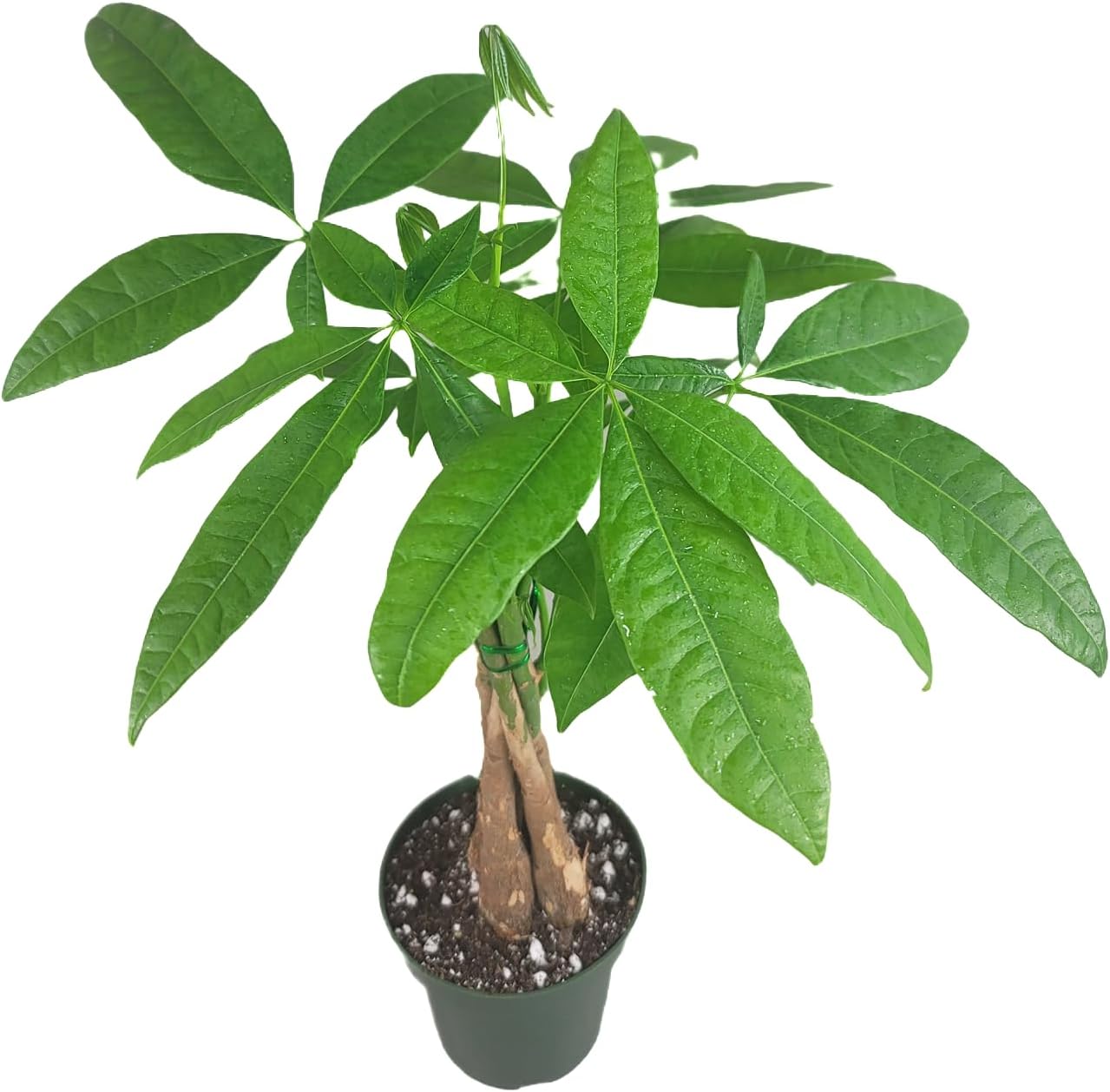 Chinese Money Tree Live Plant