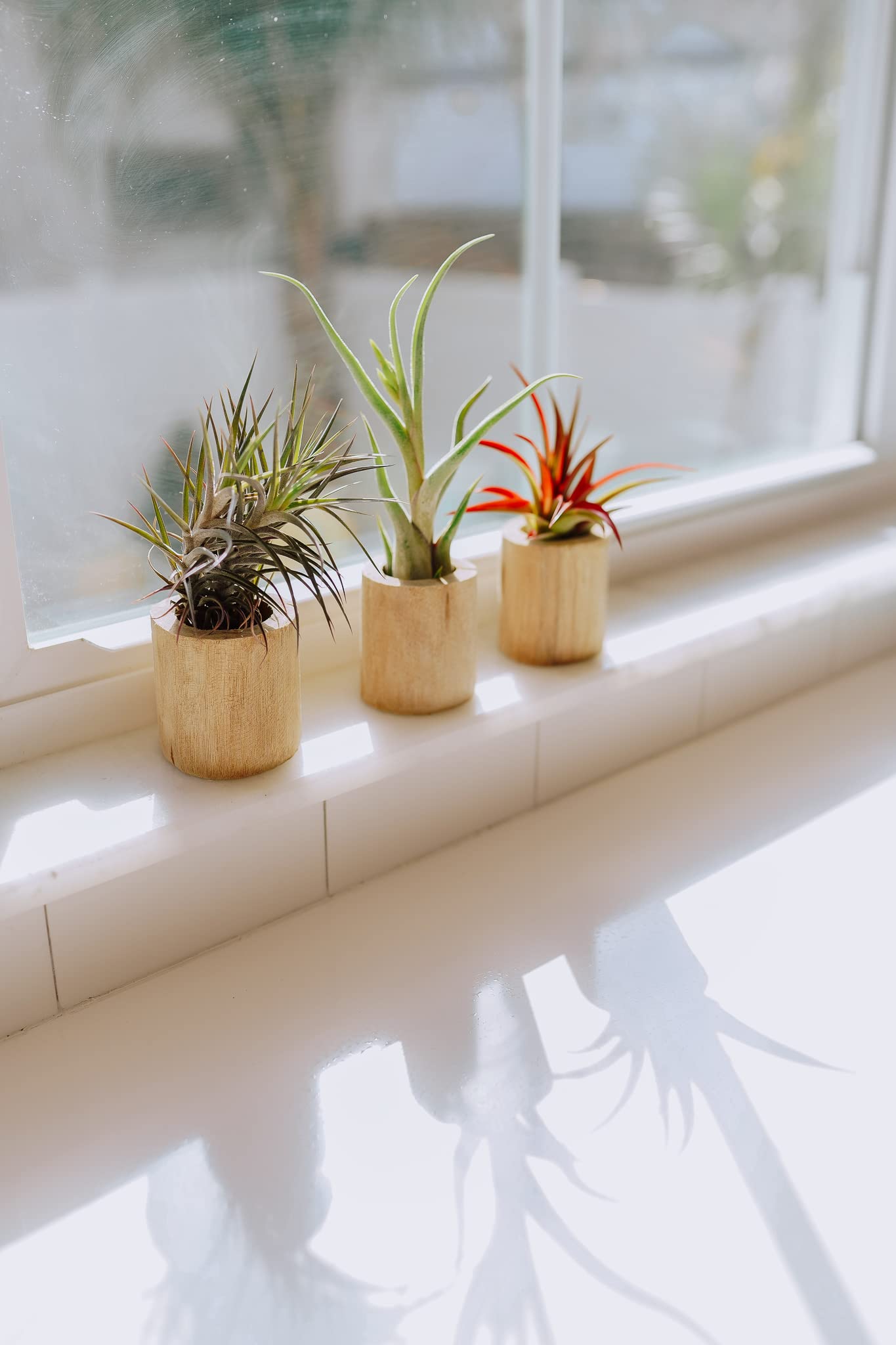 Driftwood Containers with Small Xerographica Air Plant