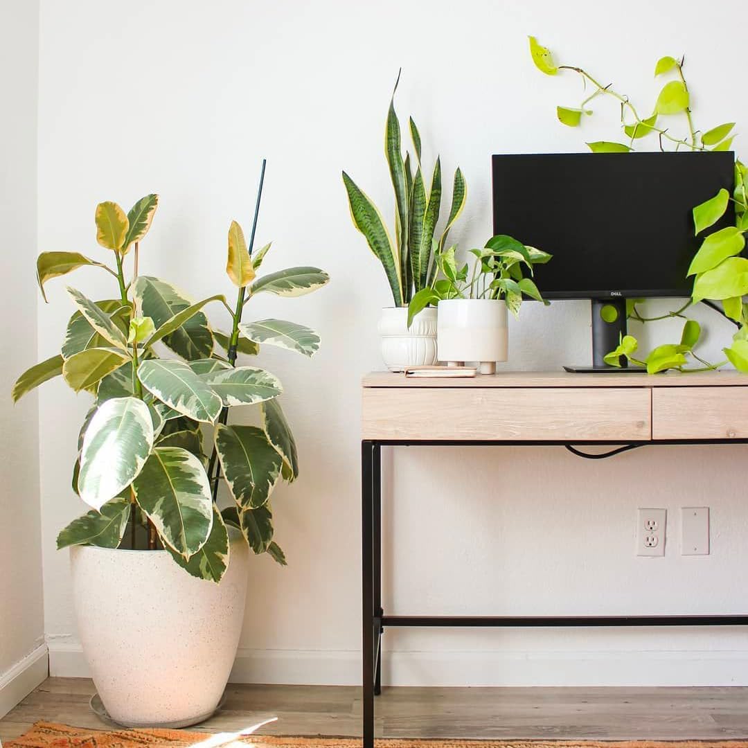 Ficus Tineke, Live Indoor Plants in Grower Pot, Natural Air Purifier in Well-Drained Moist Soil, Gift for Plant Lovers, Birthday Gift, Living Room, Bedroom Decor, 10 Inch, Variegated