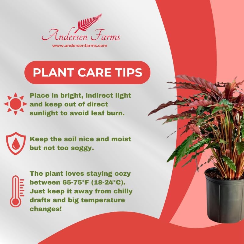 Calathea Rufibarba Live Plant Indoor/Outdoor in 10 in Grower Pot, Green, Purple