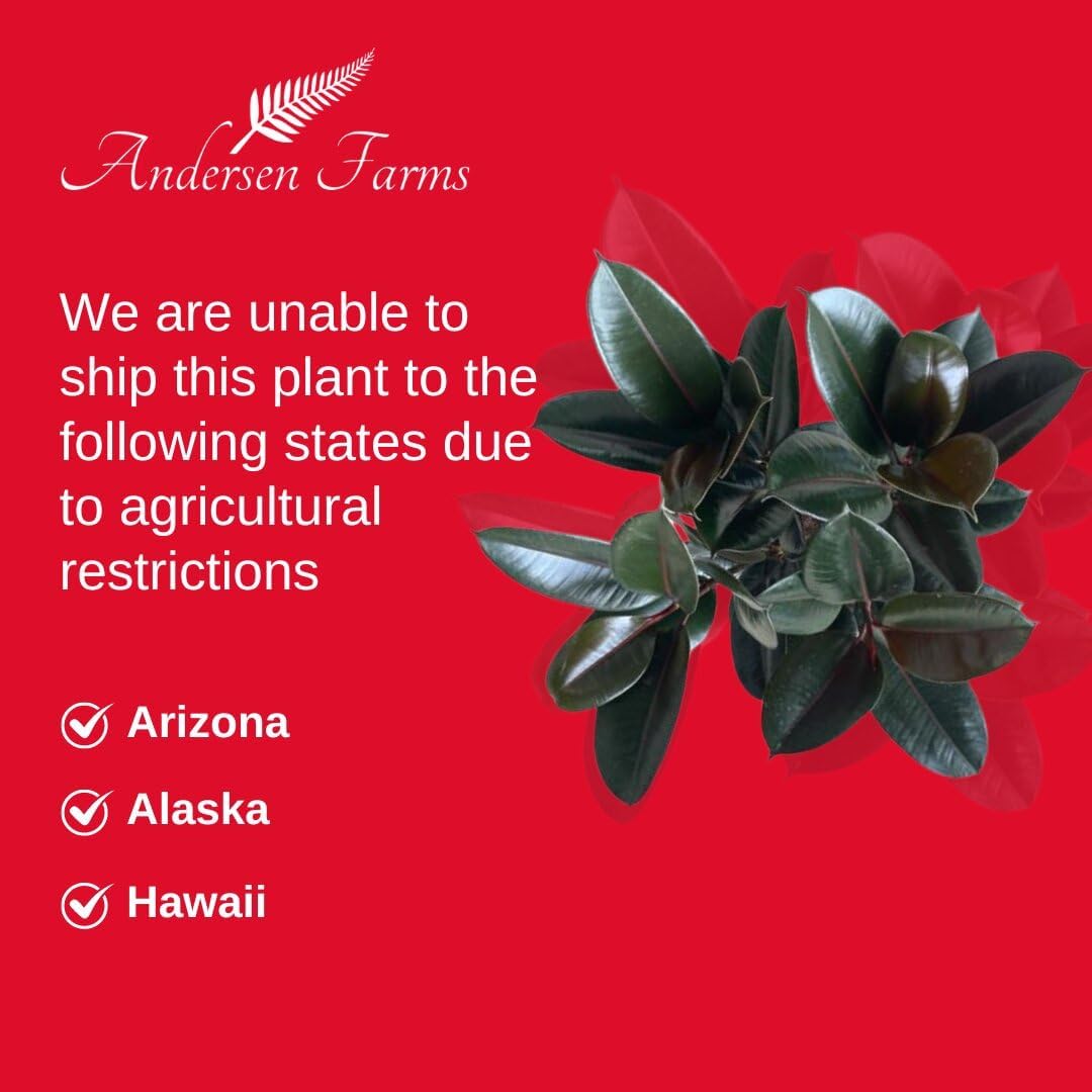Burgundy Ficus Live Indoor/Outdoor Plant 10" Growers Pot