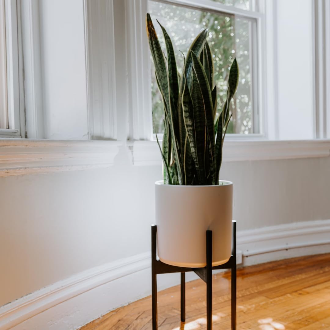 Sansevieria Zeylanica Live Plant Indoor/Outdoor in 10 in Grower Pot