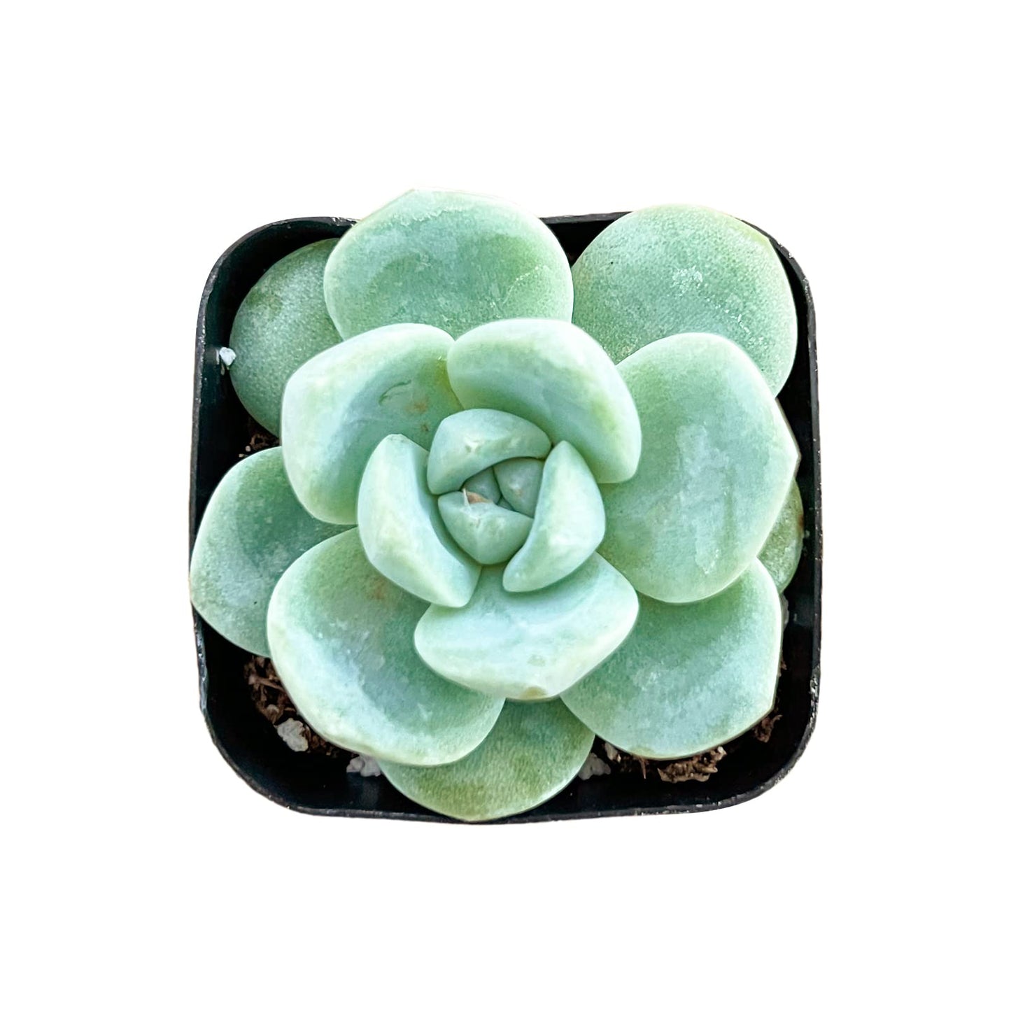 Sprout N Green Echeveria Minima, 1 Live Mini Succulent Plant Fully Rooted in 2 inch Starter Pot, Real House Plant for Indoor Outdoor Home Office Wedding Decoration Party Favor