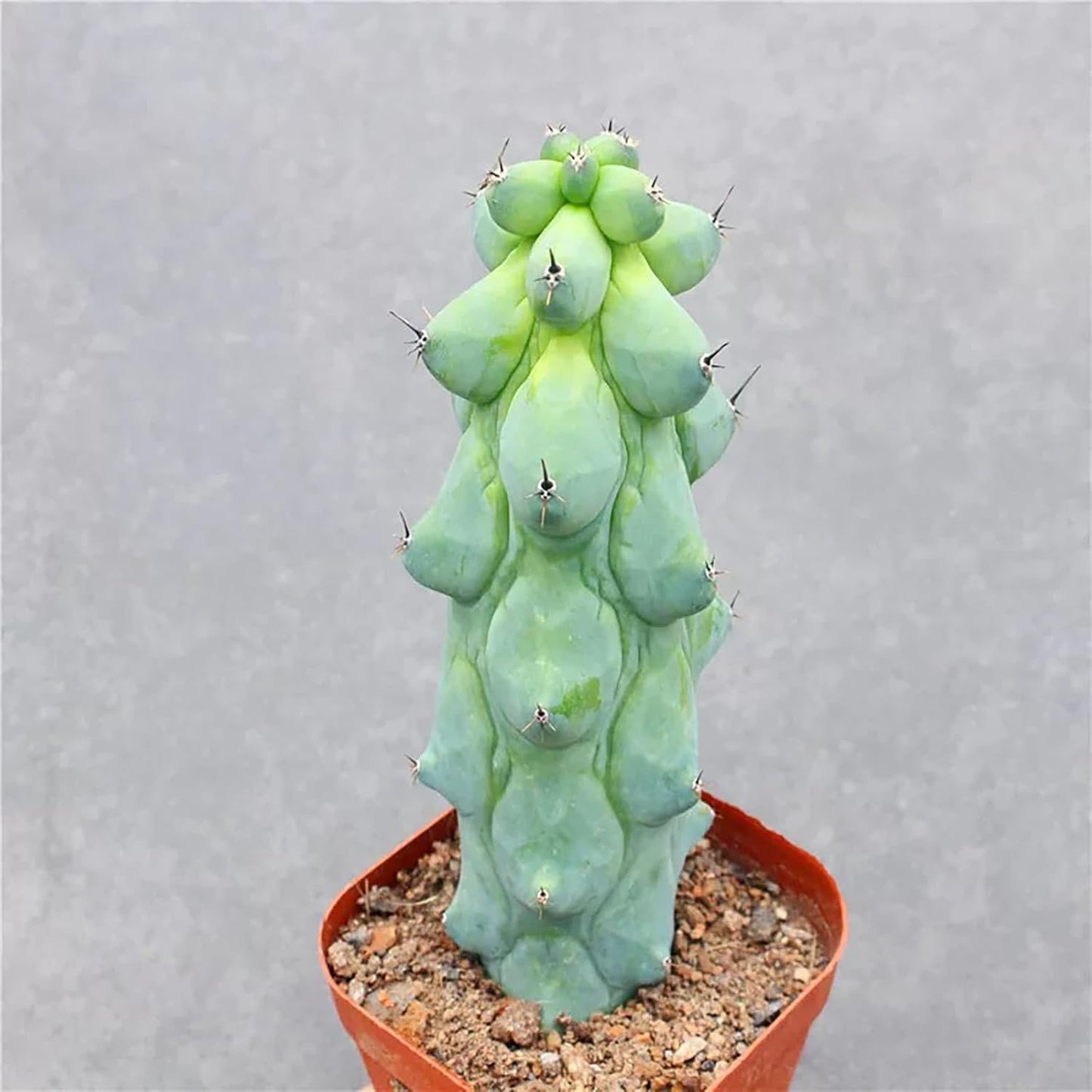 Boobie Cactus Live Plant - Myrtillocactus Geometrizans Fukurokuryuzinboku