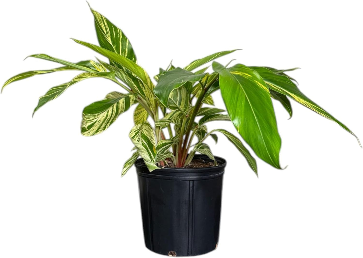 Alpina Varigated Ginger Live Plant, Indoor/Outdoor, 10-inch Grower Pot