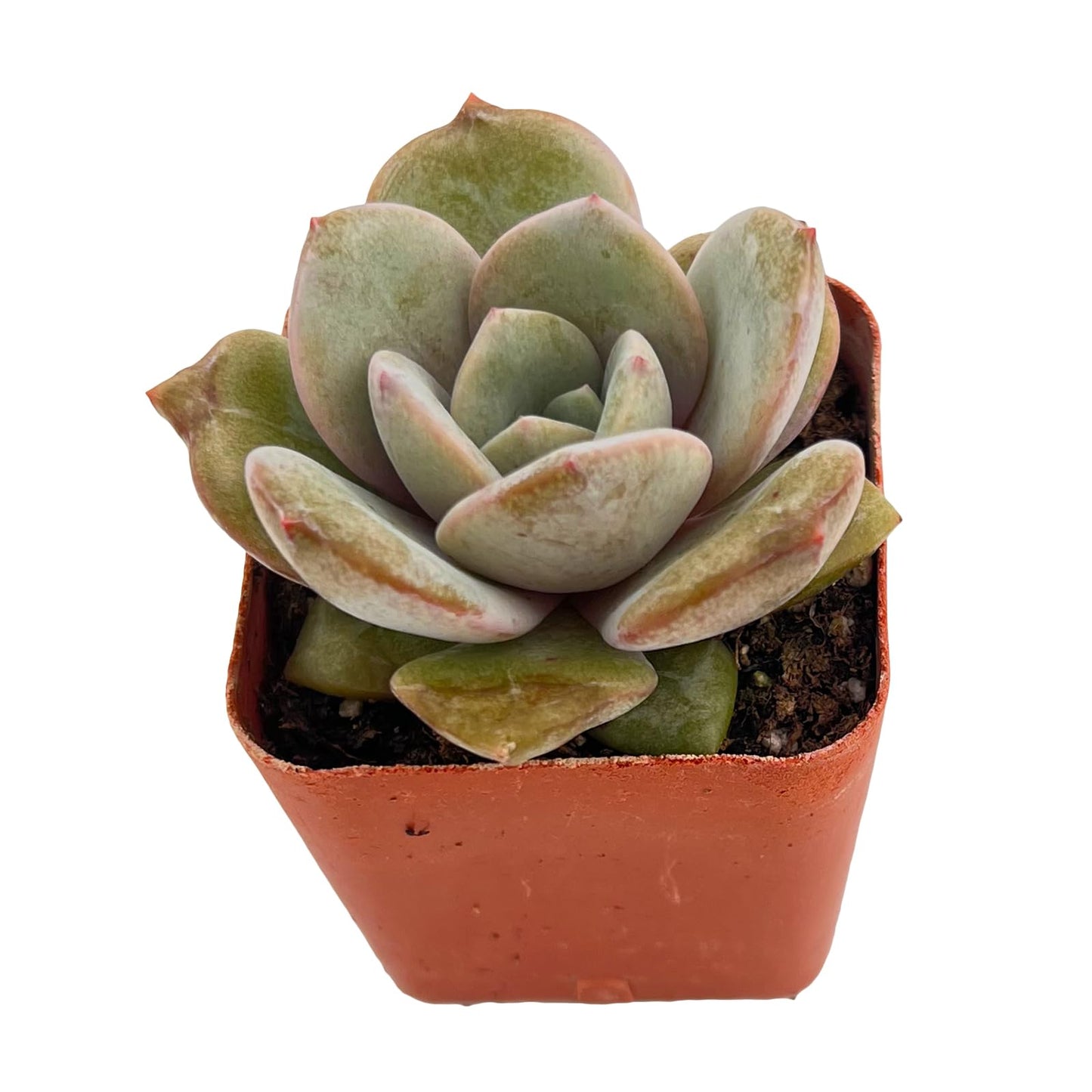 Sprout N Green Echeveria Minima, 1 Live Mini Succulent Plant Fully Rooted in 2 inch Starter Pot, Real House Plant for Indoor Outdoor Home Office Wedding Decoration Party Favor