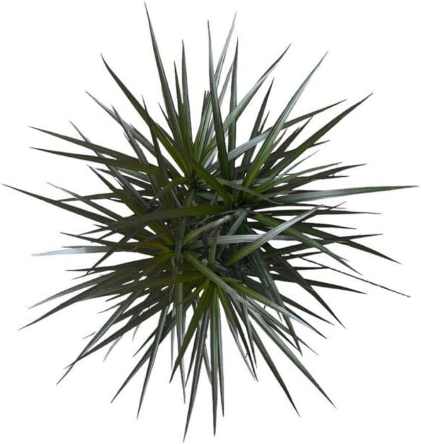 Dracaena Marginata Magenta Live Indoor/Outdoor Plant in 10 in Grower Pot