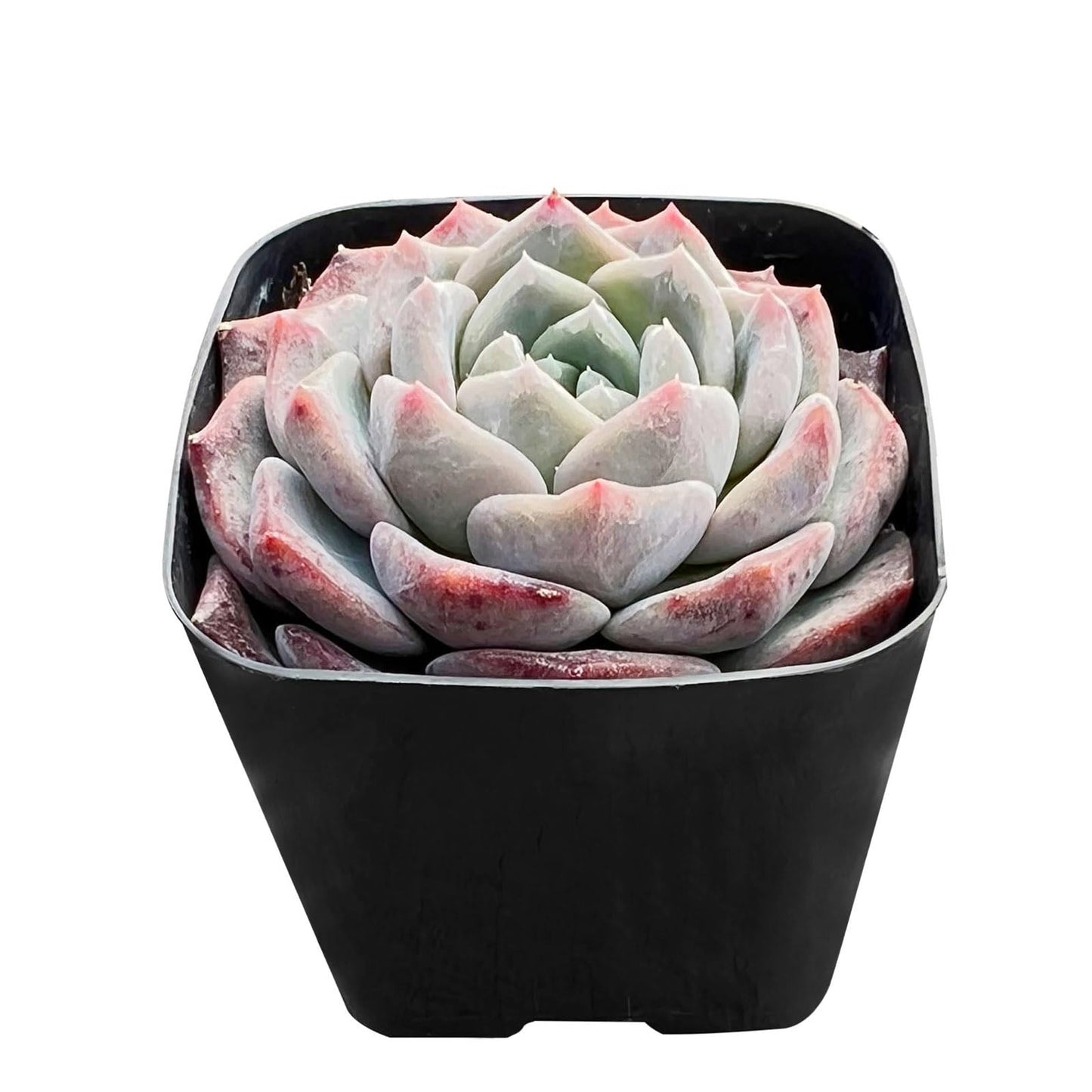 Sprout N Green Echeveria Minima, 1 Live Mini Succulent Plant Fully Rooted in 2 inch Starter Pot, Real House Plant for Indoor Outdoor Home Office Wedding Decoration Party Favor