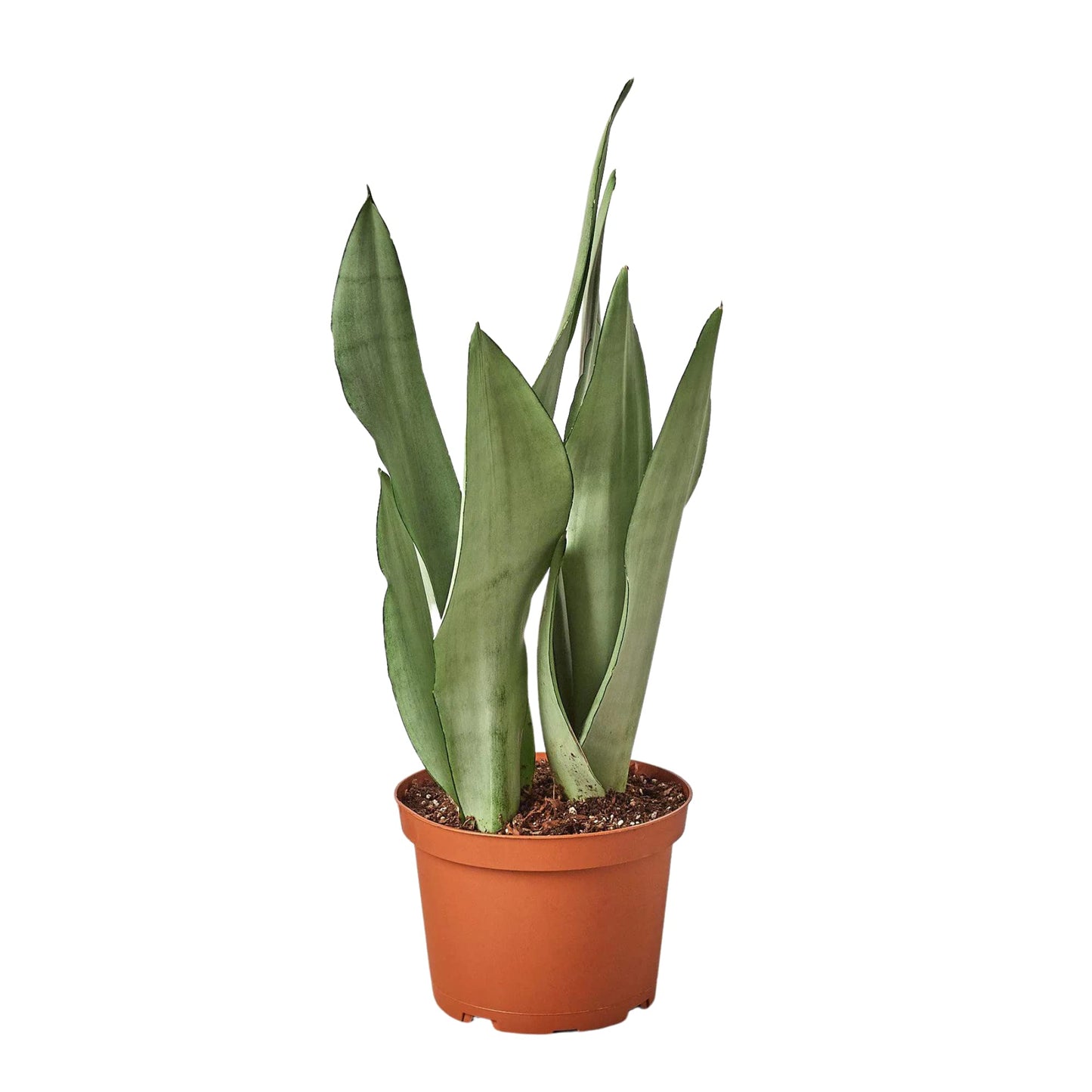 Snake Plants