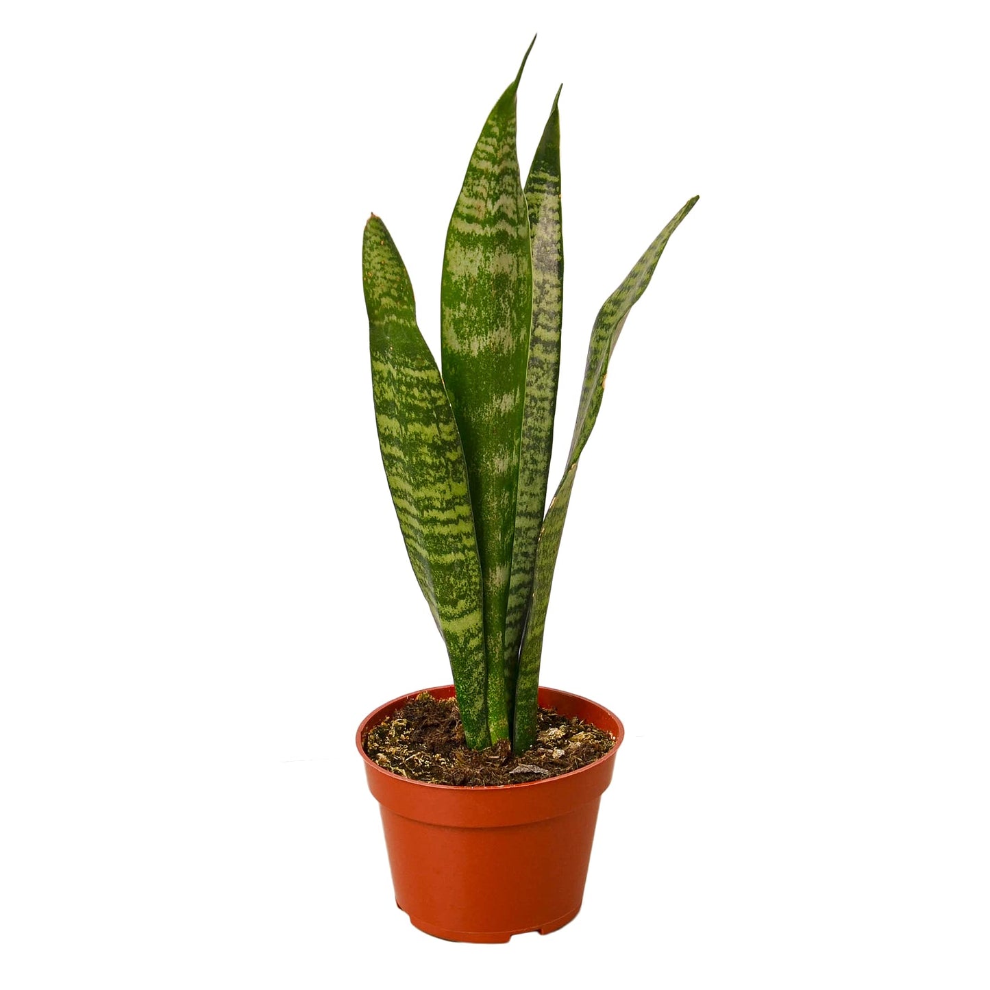Snake Plants