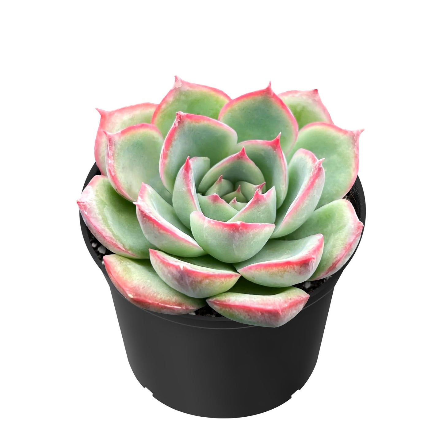 Sprout N Green Echeveria Minima, 1 Live Mini Succulent Plant Fully Rooted in 2 inch Starter Pot, Real House Plant for Indoor Outdoor Home Office Wedding Decoration Party Favor