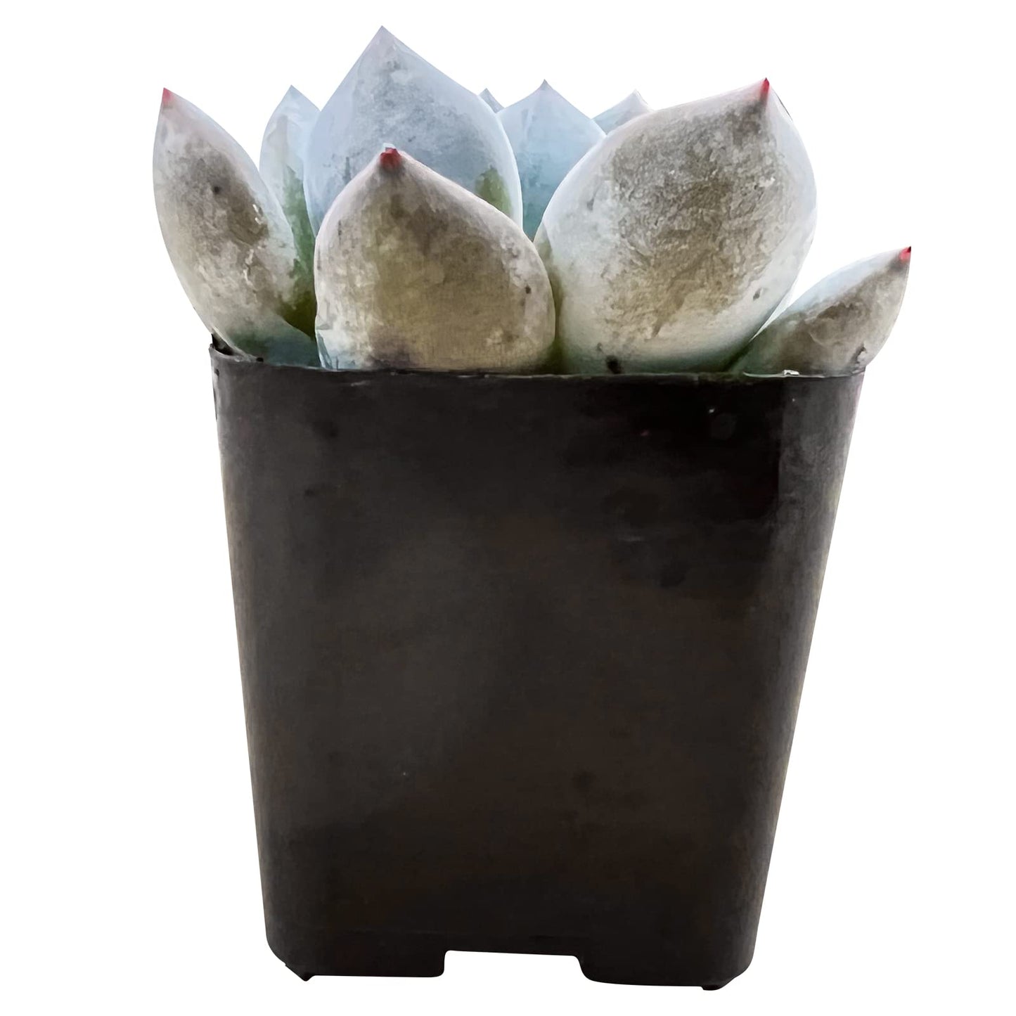 Sprout N Green Echeveria Minima, 1 Live Mini Succulent Plant Fully Rooted in 2 inch Starter Pot, Real House Plant for Indoor Outdoor Home Office Wedding Decoration Party Favor