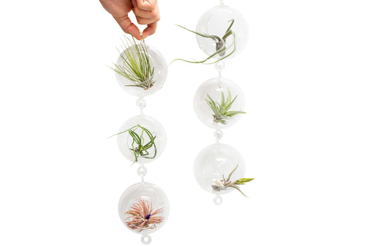 Double Hook Terrariums with Air Plants (Set 3)