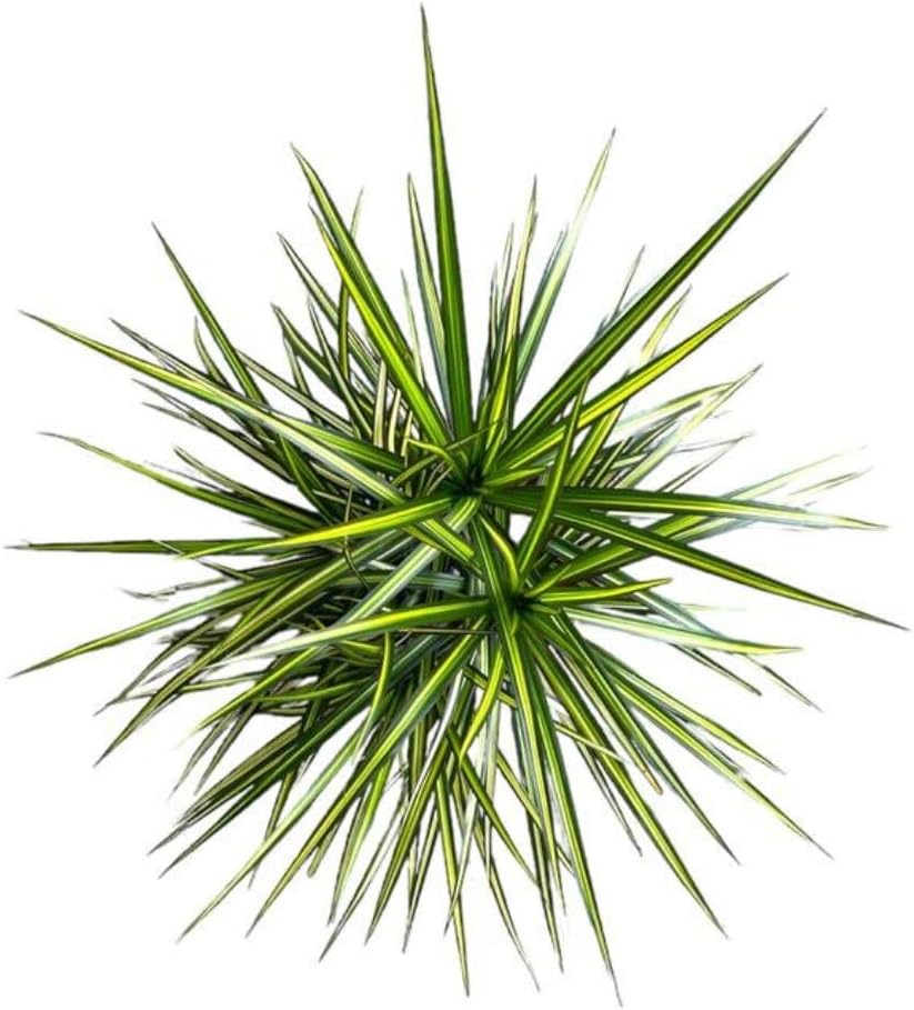 Dracaena Marginata Kiwi Live Plant โ 10-inch Grower Pot, Indoor/Outdoor Houseplant