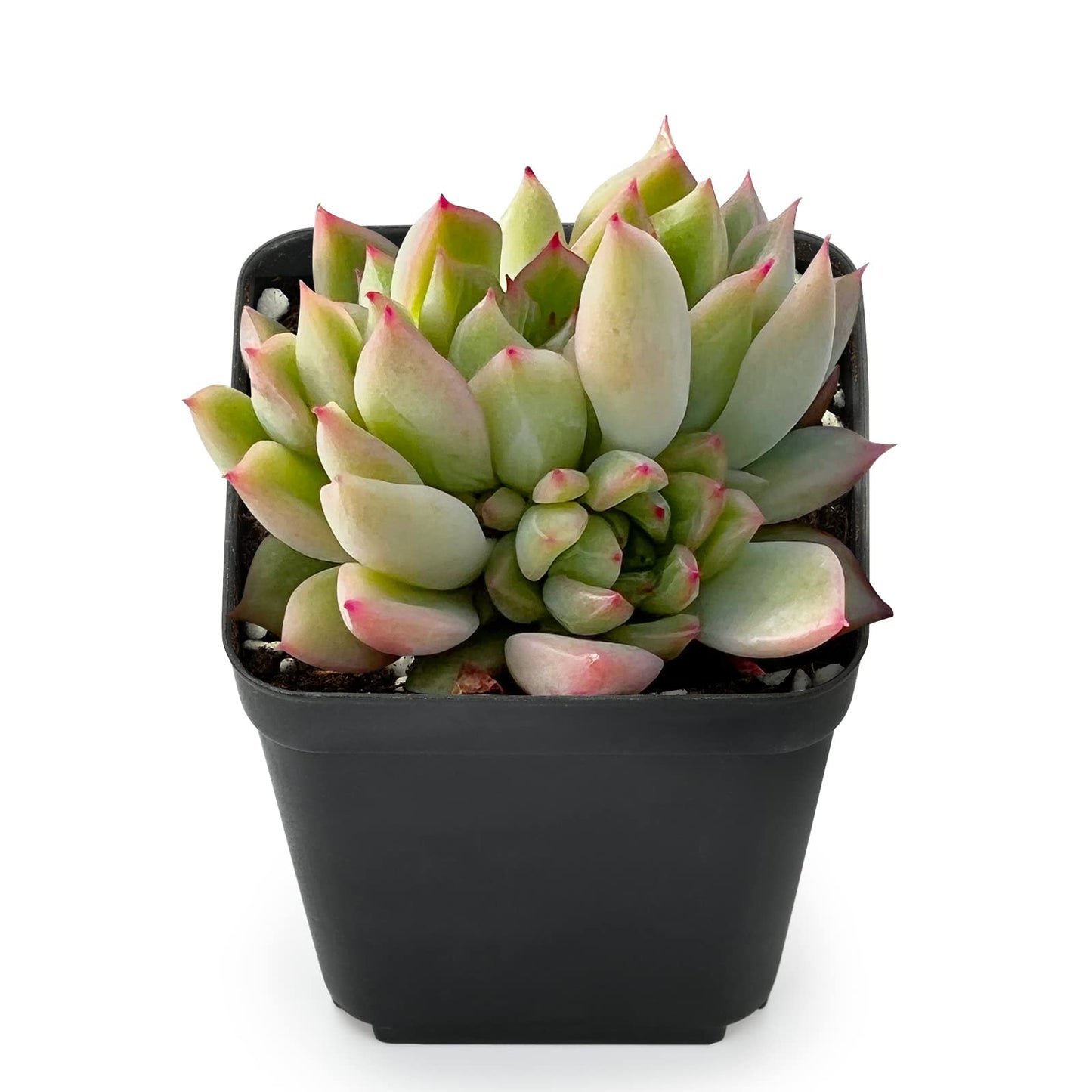 Sprout N Green Echeveria Minima, 1 Live Mini Succulent Plant Fully Rooted in 2 inch Starter Pot, Real House Plant for Indoor Outdoor Home Office Wedding Decoration Party Favor