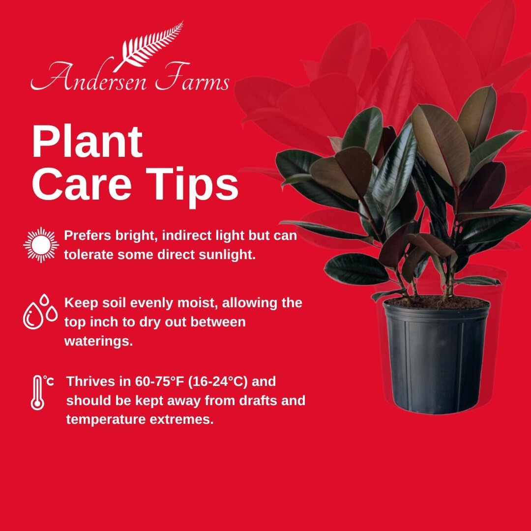 Burgundy Ficus Live Indoor/Outdoor Plant 10" Growers Pot