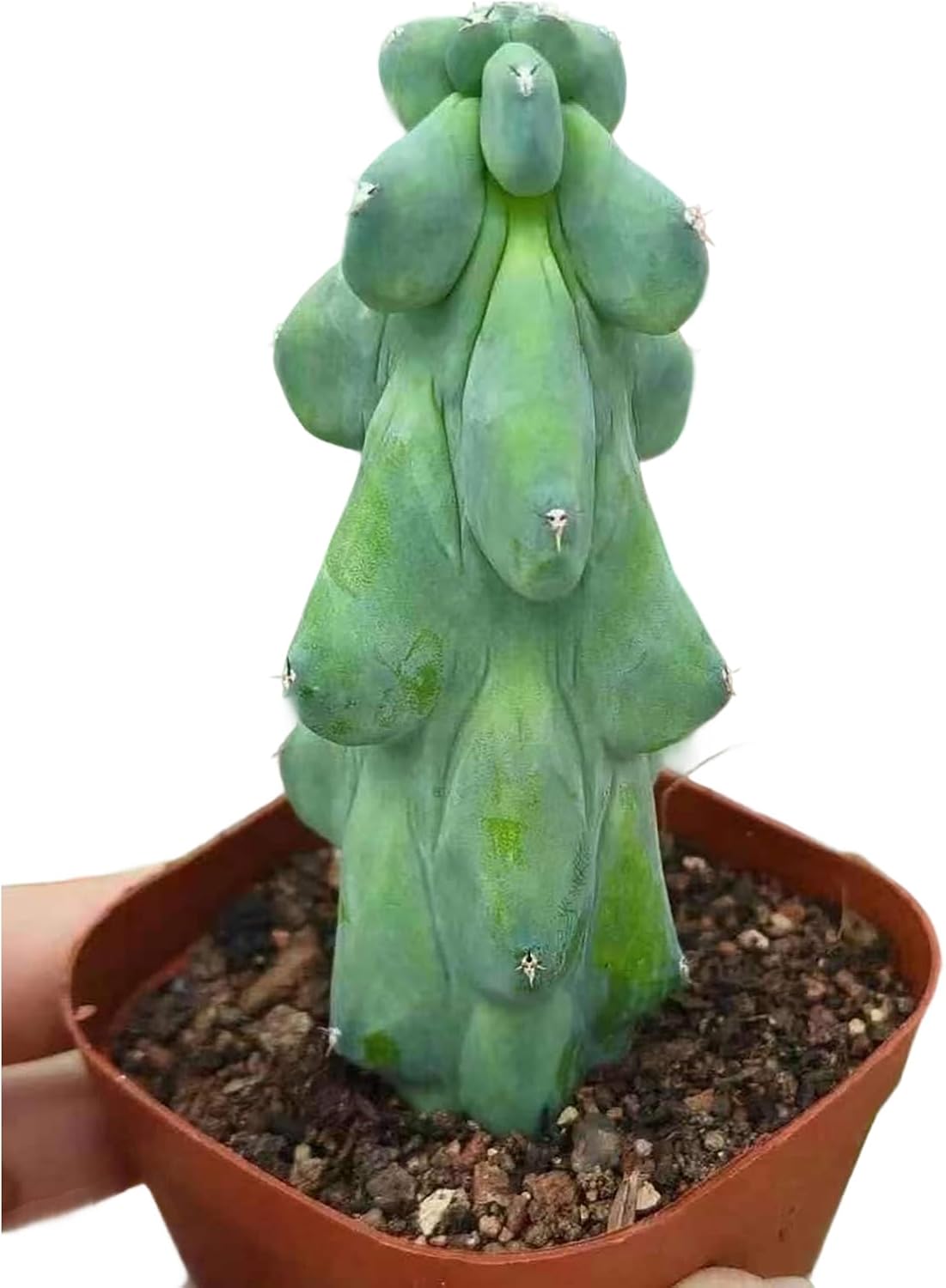 Boobie Cactus Live Plant - Myrtillocactus Geometrizans Fukurokuryuzinboku