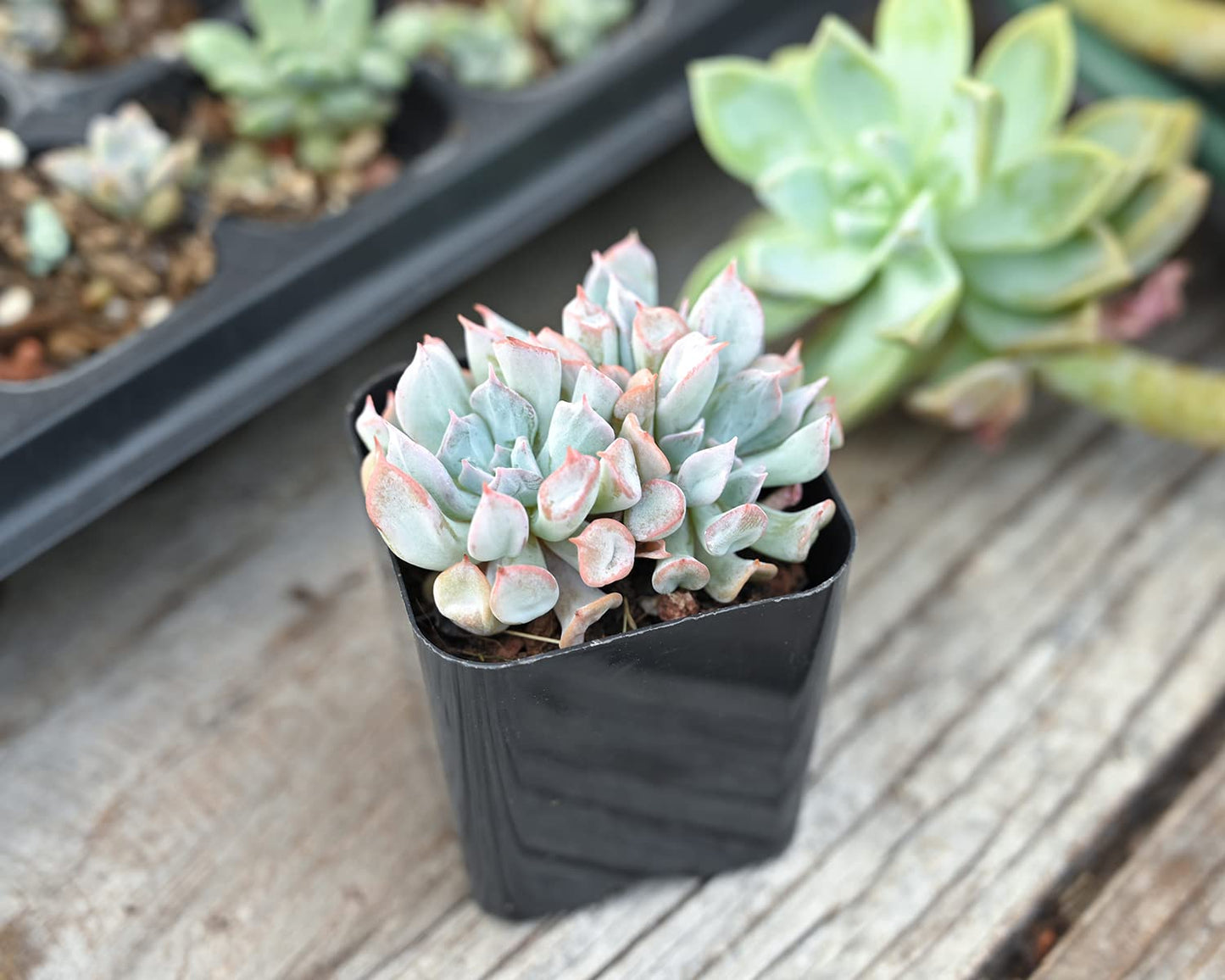 Lithops & Succulent Collection