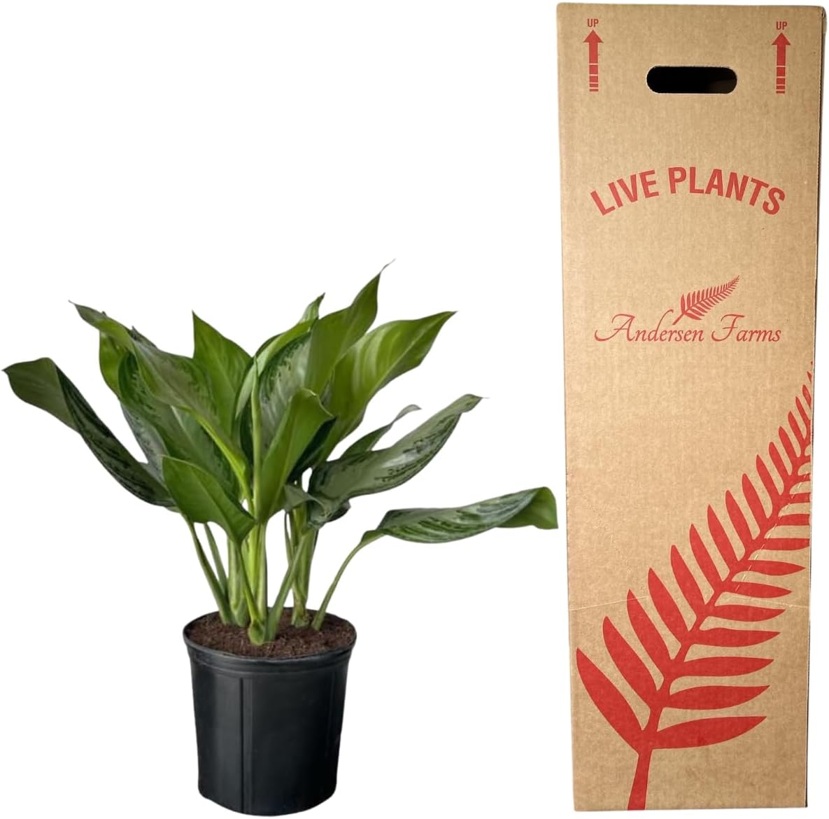 Aglaonema Silver Bay Live Plant Indoor/Outdoor in 10 in Grower Pot