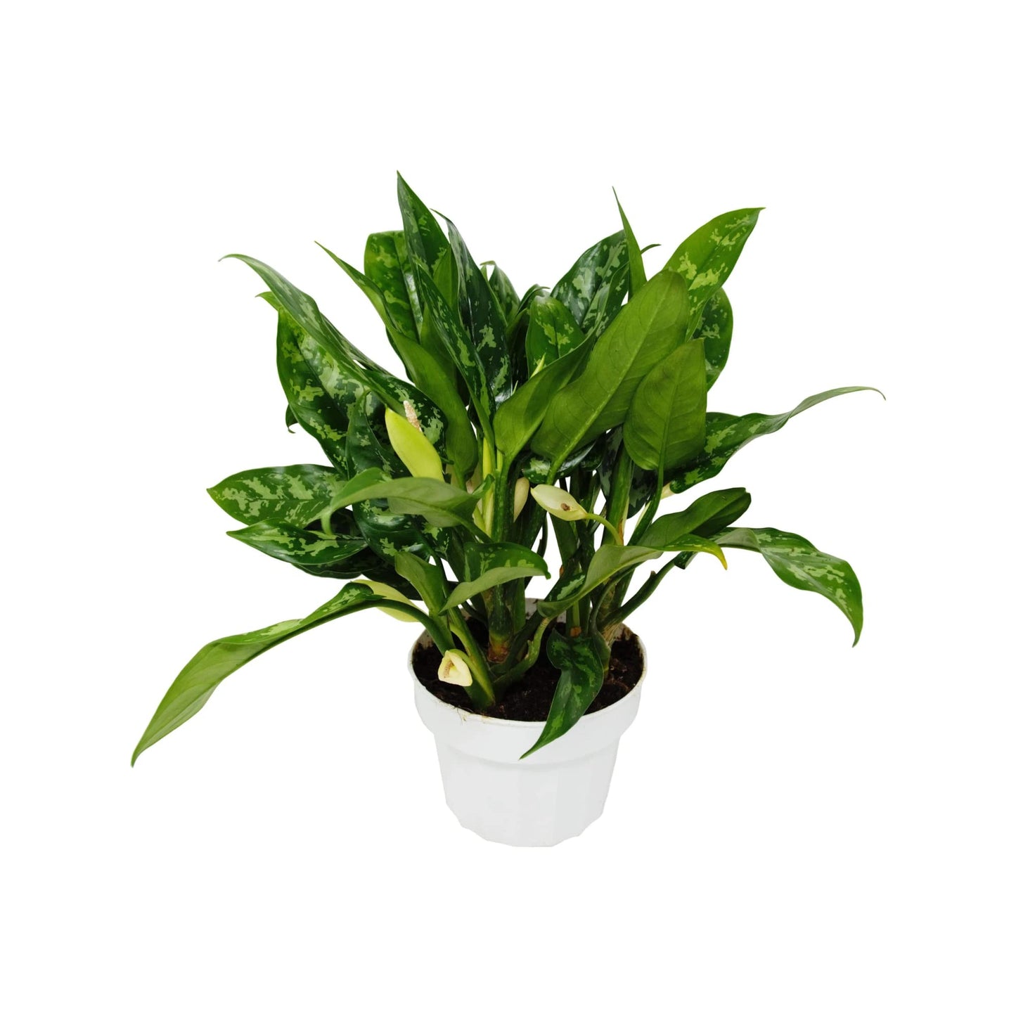 Aglaonemas (Chinese Evergreen)