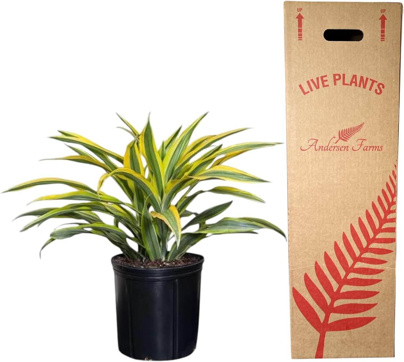 Dracaena Lemon Lime Live Plant, Indoor/Outdoor, 10-inch Grower Pot