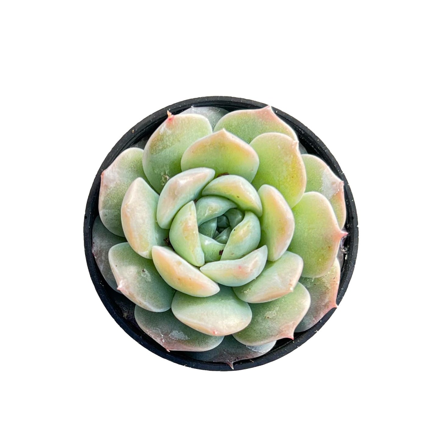 Sprout N Green Echeveria Minima, 1 Live Mini Succulent Plant Fully Rooted in 2 inch Starter Pot, Real House Plant for Indoor Outdoor Home Office Wedding Decoration Party Favor