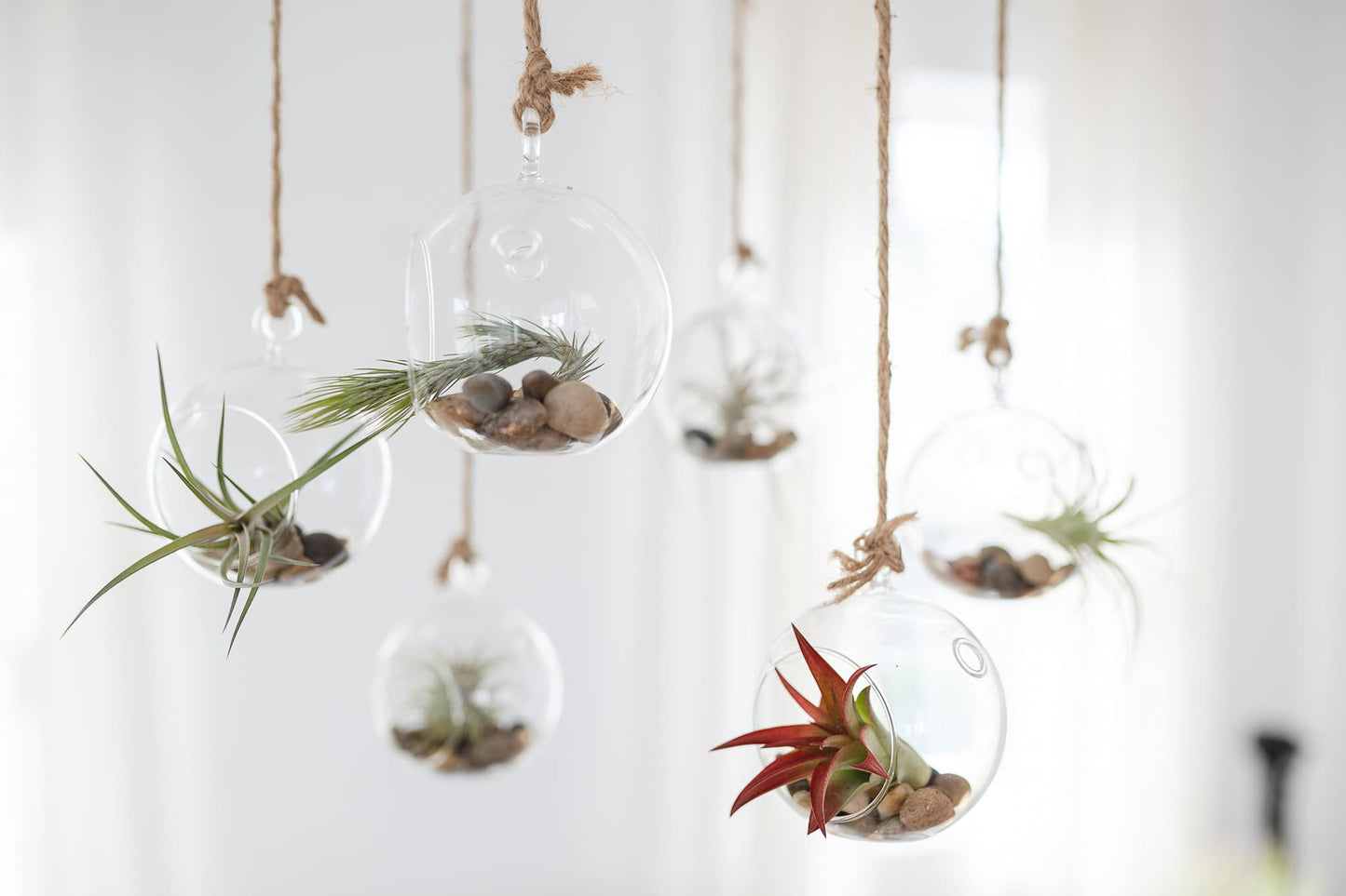 Double Hook Terrariums with Air Plants (Set 3)