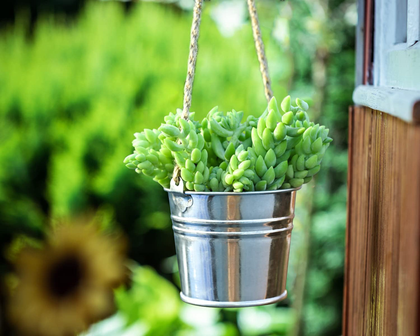 4" Trailing Succulents