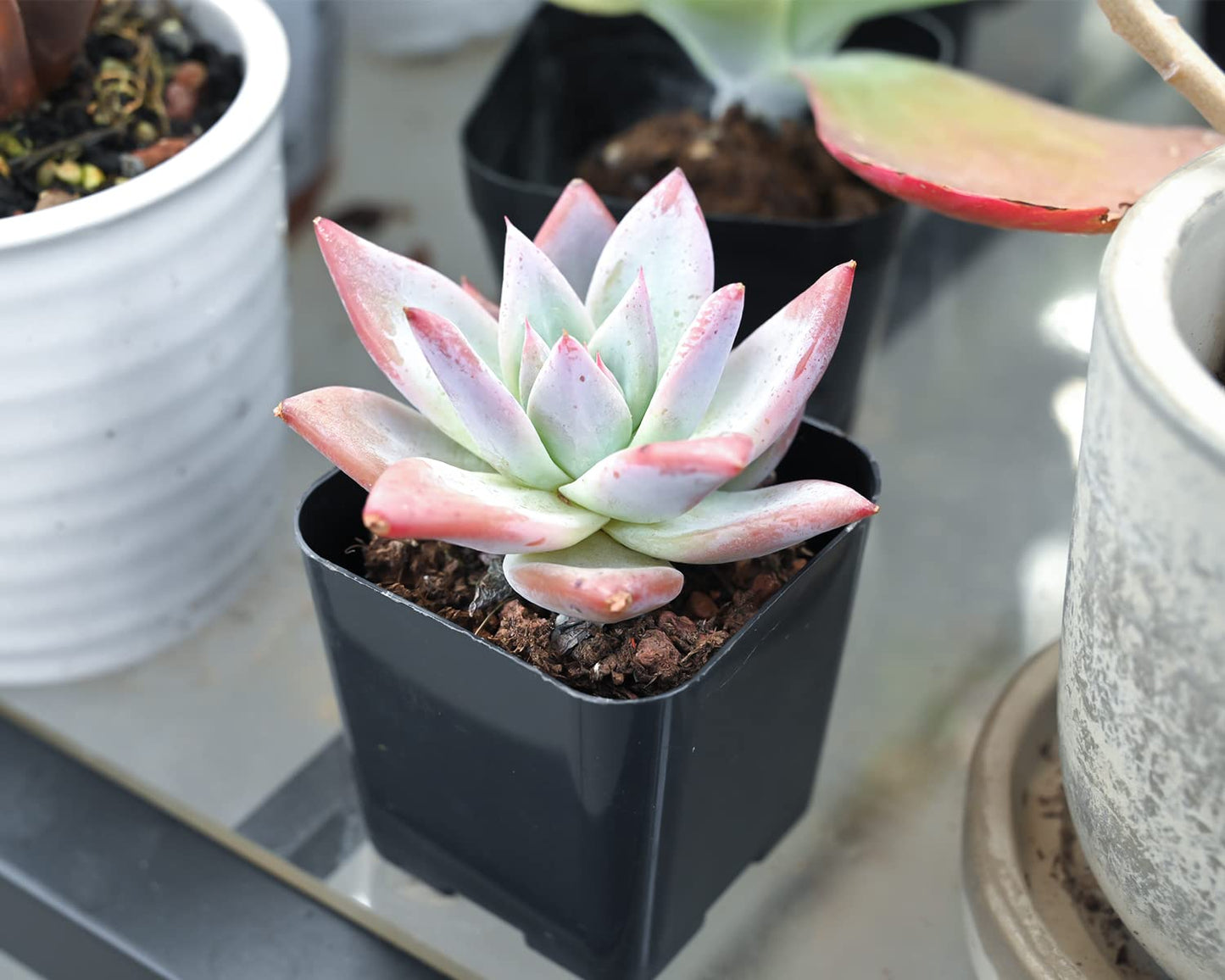 Lithops & Succulent Collection