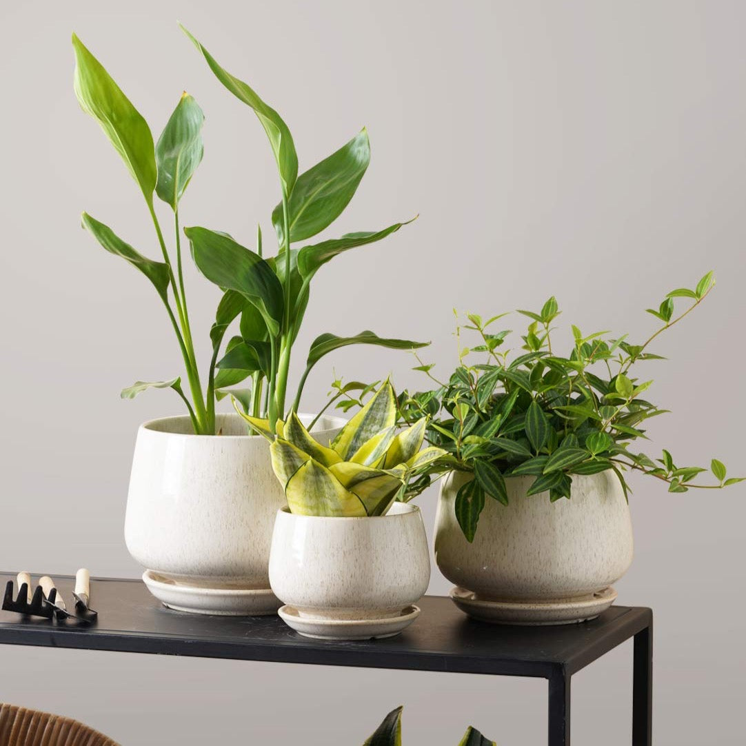 Ceramic Planter Set