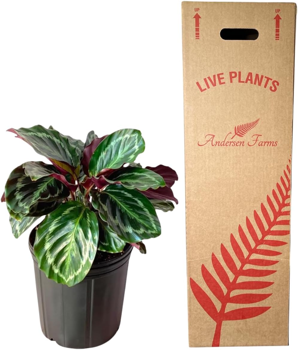Calathea Medallion Live Plant Indoor/Outdoor in 10 in Grower Pot, Green, Rose